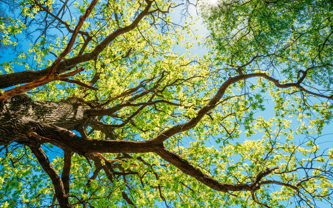 What to Do if a Tree Falls on Your House